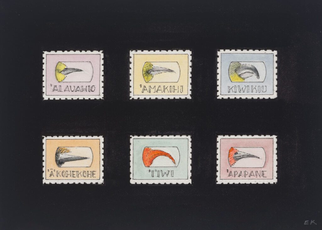 Beaks of 6 Maui Native Forest Birds